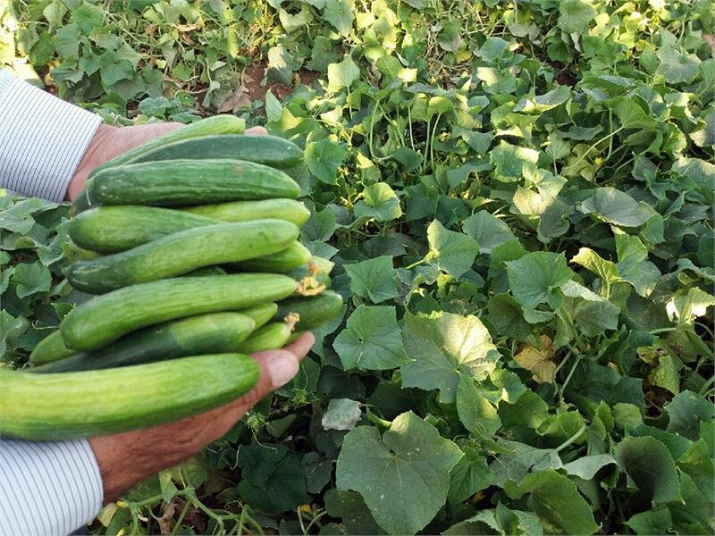 خیار و کاهو چرا کالای لوکس شد؟/ افزایش دوبرابری قیمت هندوانه خیار و کاهو چرا کالای لوکس شد؟/ افزایش دوبرابری قیمت هندوانه