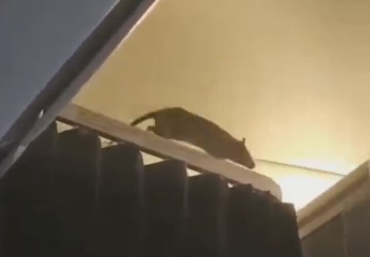 ببینید | ورود موش غولپیکر به هواپیمای مسافربری ببینید | ورود موش غولپیکر به هواپیمای مسافربری