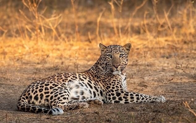 ببینید | مشاهده دو قلاده پلنگ در منطقه حفاظت شده البرز جنوبی ببینید | مشاهده دو قلاده پلنگ در منطقه حفاظت شده البرز جنوبی